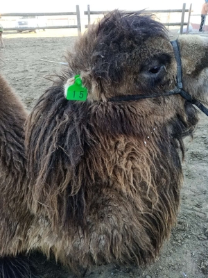 animal cattle ear tags,cow ear tag supplier